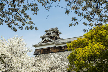 Japan, Kumamoto, Blick auf die Burg Kumamoto zur Kirschblüte - RUNF01790