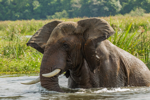 Elefant (loxodonta africana) beim Baden im Fluss, Murchison Falls National Park, Uganda - CUF50165