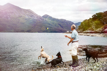 Älterer Mann wirft Ball für Hunde in einen See, schottische Highlands - CUF50201