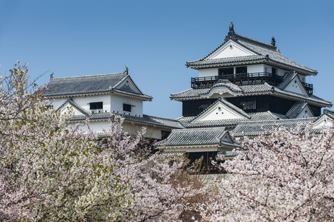 Japan, Shikoku, Matsuyama, Blick auf das Schloss Matsuyama zur Kirschblüte, lizenzfreies Stockfoto