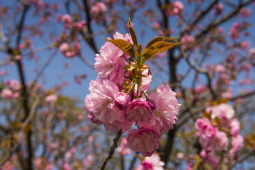 Japan, Tokio, rosa Kirschblüten - RUNF01801