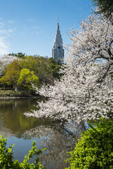 Japan, Tokio, Kirschblüte im Shinjuku Gyo-en Park - RUNF01809