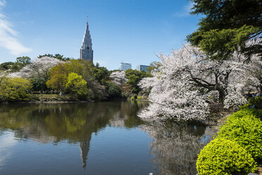 Japan, Tokio, Kirschblüte im Shinjuku Gyo-en Park - RUNF01810