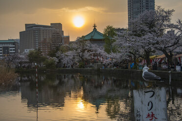 Japan, Tokio, Ueno, Ueno Park, Sonnenuntergang zur Zeit der Kirschblüte - RUNF01813