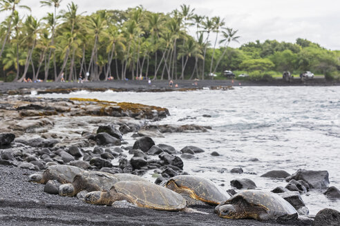 USA, Hawaii, Big Island, Grüne Meeresschildkröten am schwarzen Sandstrand von Punalu'u - FOF10570