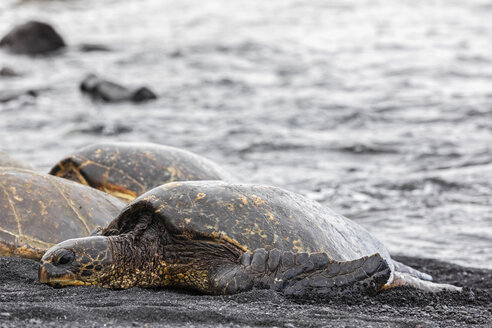 USA, Hawaii, Big Island, Grüne Meeresschildkröten am schwarzen Sandstrand von Punalu'u - FOF10571