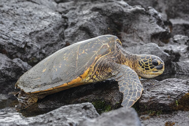 USA, Hawaii, Big Island, Grüne Meeresschildkröte am schwarzen Sandstrand von Punalu'u - FOF10572