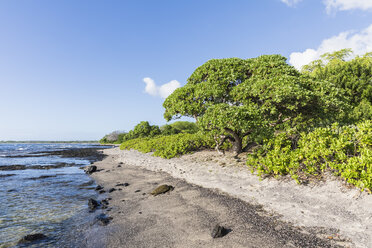 USA, Hawaii, Big Island, Grüne Meeresschildkröte am Strand des kleinen Bootshafens Honokohau - FOF10573