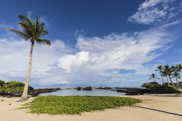 USA, Hawaii, Big Island, Palmen am Kukio-Strand - FOF10578