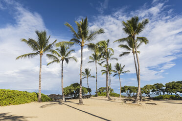 USA, Hawaii, Big Island, Palms on Kukio Beach - FOF10579