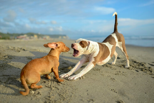 Hunde spielen am Strand - ISF21063