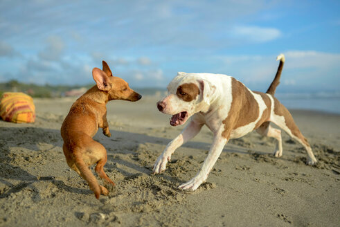 Hunde spielen am Strand - ISF21064