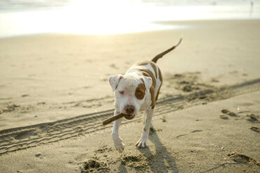 Hund spielt mit Stock am Strand - ISF21065