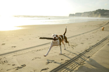 Hund spielt mit Stock am Strand - ISF21066