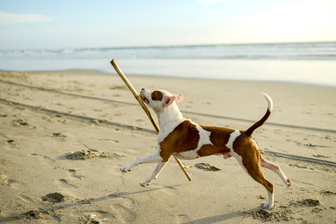 Hund spielt mit Stock am Strand, lizenzfreies Stockfoto