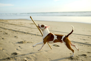 Hund spielt mit Stock am Strand - ISF21068