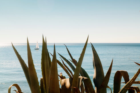 Blick auf das Meer durch die Aloe-Vera-Pflanze - CUF50302