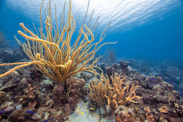 Meereslandschaft mit einer Vielzahl von Weichkorallen, Curacao - CUF50455