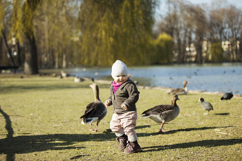 Kleinkind Mädchen spielt mit Gänsen an einem Teich im Park - MAEF12859