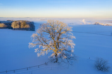 Germany, Bavaria, Degerndorf, oak in winter at sunrise, aerial view - SIEF08560