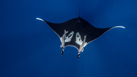 Underwater view of Giant Manta Ray near the pinnacle of roca partida, Socorro, Baja California, Mexico - ISF21165