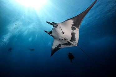 Unterwasseransicht eines Riesenmantarochens in der Nähe der Spitze der Roca Partida, Socorro, Baja California, Mexiko - ISF21166