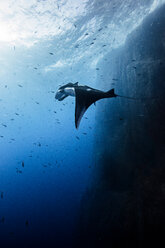 Unterwasseransicht eines Riesenmantarochens in der Nähe der Spitze der Roca Partida, Socorro, Baja California, Mexiko - ISF21167