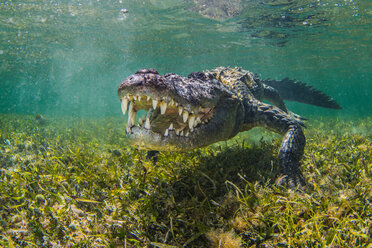 Amerikanisches Salzwasserkrokodil auf dem Atoll der Chinchorro Banks, Tiefblick, Xcalak, Quintana Roo, Mexiko - ISF21170