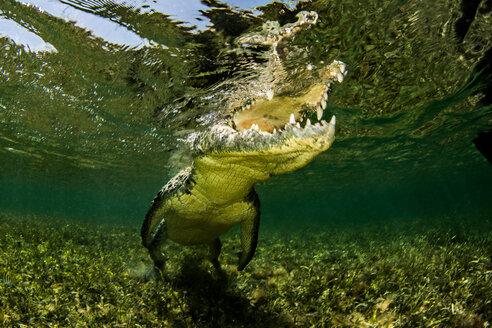 Amerikanisches Salzwasserkrokodil auf dem Atoll der Chinchorro Banks, Tiefblick, Xcalak, Quintana Roo, Mexiko - ISF21171