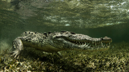 Amerikanisches Salzwasserkrokodil auf dem Atoll der Chinchorro Banks, Tiefblick, Xcalak, Quintana Roo, Mexiko - ISF21172