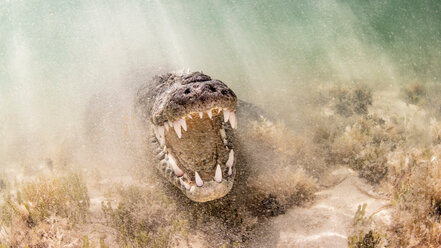 Amerikanisches Salzwasserkrokodil über sandigem Meeresboden auf dem Atoll Chinchorro Banks, Tiefblick, Xcalak, Quintana Roo, Mexiko - ISF21175