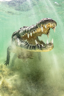 Amerikanisches Salzwasserkrokodil über sandigem Meeresboden auf dem Atoll Chinchorro Banks, Tiefblick, Xcalak, Quintana Roo, Mexiko - ISF21176