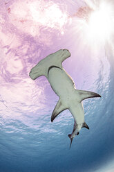Unterwasseransicht eines schwimmenden Großen Hammerhais, Tiefblick, Alice Town, Bimini, Bahamas - ISF21178