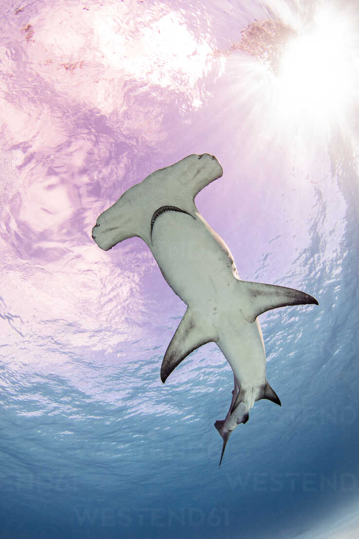 Underwater view of great hammerhead shark swimming, low angle view 