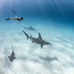 Unterwasseransicht von großen Hammerhaien und einer Taucherin, die über den Meeresboden schwimmt, Alice Town, Bimini, Bahamas - ISF21185