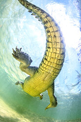 Amerikanisches Salzwasserkrokodil auf dem Atoll der Chinchorro Banks, Tiefblick, Xcalak, Quintana Roo, Mexiko - ISF21188