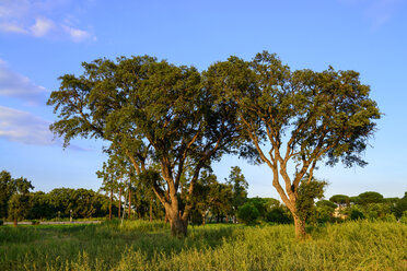 France, Corsica, San Pellegrino, old cork oaks - LBF02504