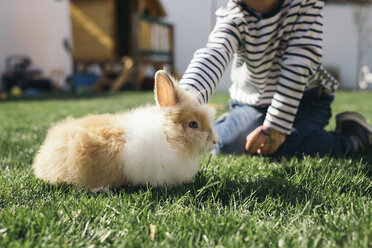Kleiner Junge streichelt ein Kaninchen im Garten - MOMF00685