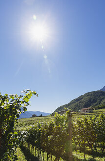 Italien, Südtirol, Ueberetsch, Weinberge der Region Kaltern und Kalterer See - GWF06062