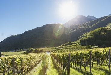 Italien, Südtirol, Ueberetsch, Weinberge mit blauen Trauben im Sonnenschein - GWF06068