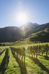 Italien, Südtirol, Ueberetsch, Weinberge mit blauen Trauben im Sonnenschein - GWF06069