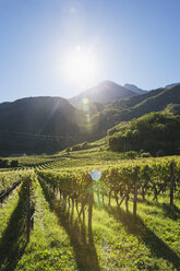 Italy, South Tyrol, Ueberetsch, vinyards with blue grapes in sunshine - GWF06069