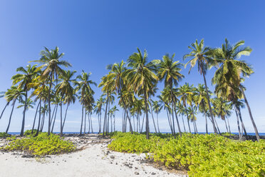 USA, Hawaii, Big Island, Pu'uhonua o Honaunau National Park, Palms at the beach - FOF10625