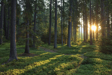 Italien, Trentino, Sonne mit Sonnenstrahlen im Wald bei Sonnenaufgang - RUEF02125