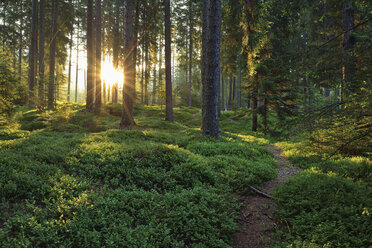 Italien, Trentino, Sonne mit Sonnenstrahlen im Wald bei Sonnenaufgang - RUEF02126