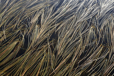 Gras im Wasser eines kleinen Teichs - RUEF02161