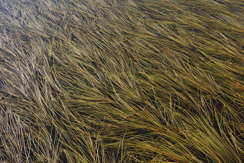 Gras im Wasser eines kleinen Teichs - RUEF02162
