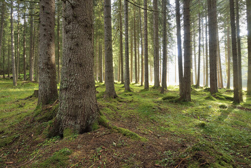 Italien, Dolomiten, Trentino-Südtirol, Wald im Val Venegia, Parco Naturale Paneveggio Pale Di San Martino - RUEF02167