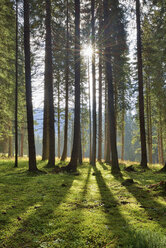 Italien, Dolomiten, Trentino-Südtirol, Wald im Val Venegia, Parco Naturale Paneveggio Pale Di San Martino - RUEF02168