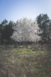 Germany, Brandenburg, flowering mirabelle tree - ASCF00946